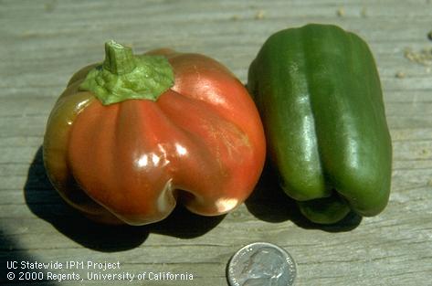 Pepper fruit (left) misshapen as a result of poor pollination.