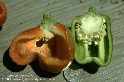 Pepper misshapen because of poor pollination cut open to show lack of seeds.