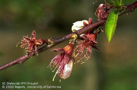 Nectarine blossoms that are shriveled and dead with brown lesions on the calyx due to frost injury.