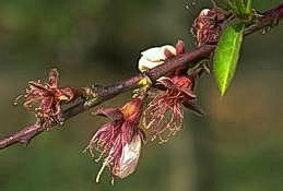 Frost injury to nectarine blossoms