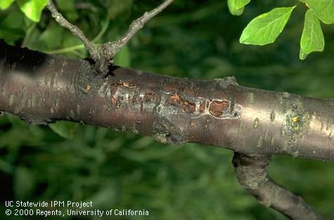 Sunburn injury on a prune limb.