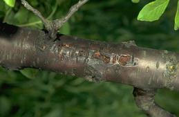 Sunburned bark