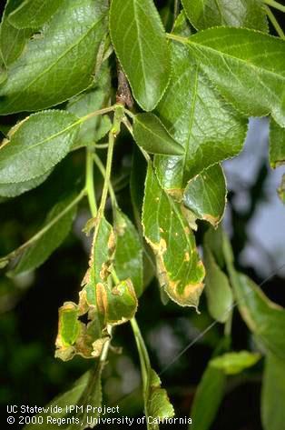 Prune foliage damaged by wind.