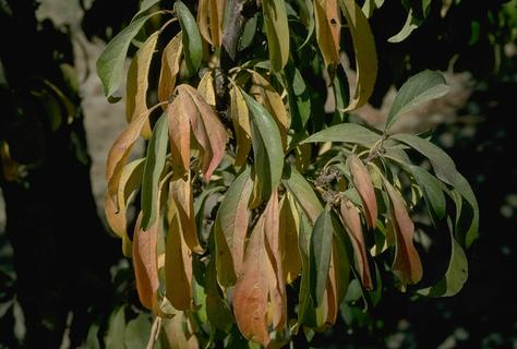 Peach foliage discolored brown and yellowish due to excess exposure to sunlight and low soil moisture.