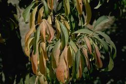 Sunburned peach foliage