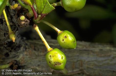 Hailstones caused small, sunken spots that turned brown on these plum fruit.