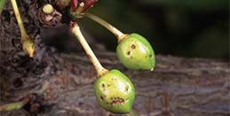 Sunken spots on young fruit