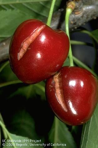 Two ripe fruit with splits following a rain.