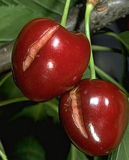 Cracking of mature fruit