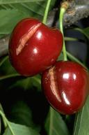 Rain damage to cherry fruit