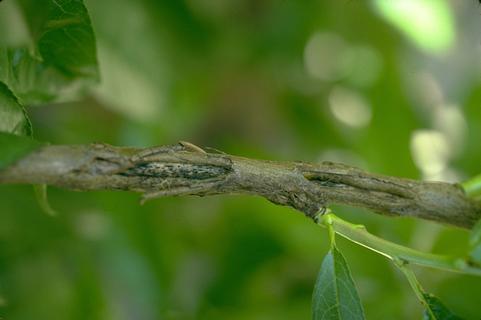 Hail damage, canker development on a peach branch after impact from hail.