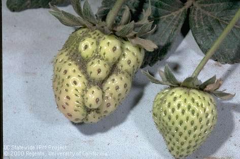 Fruit damaged by weather (fruit malformation).