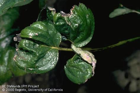 Foliage damage from lack of water.