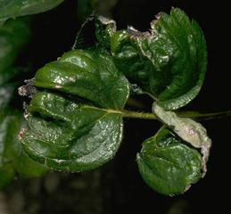 Leaves stressed for water