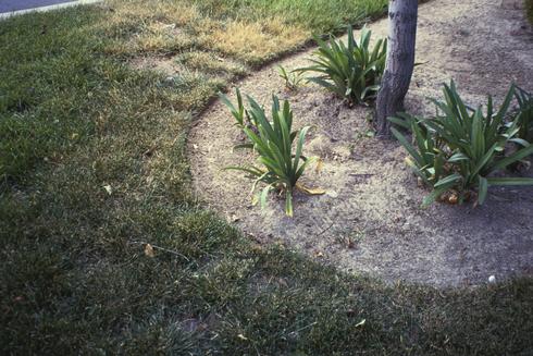 Turfgrass discolored from inadequate irrigation.  