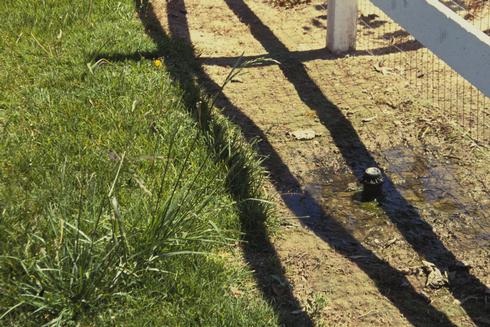 Overwatered patch of turfgrass showing weed invasion and water ponding at the soil surface. 