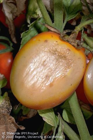 Fruit damaged by weather (sun scald).