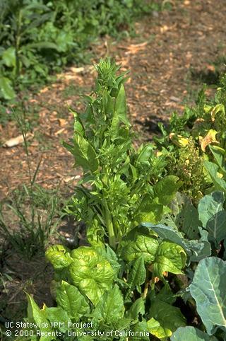 Bolting or flowering spinach.