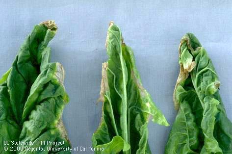 Discoloration of spinach leaf tips from tipburn.