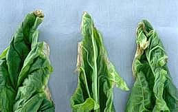 Browning of spinach leaf tips