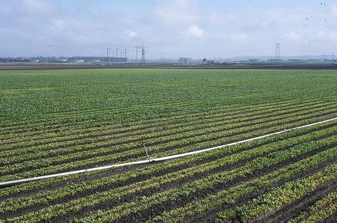 Yellowing of spinach plants caused by overwatering.  