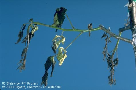 Walnut shoot dieback and discolored, wilted foliage due to frost damage.