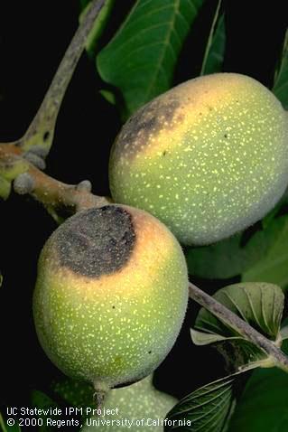 Circular, dark brown and yellow lesions on walnut husks due to sunburn.