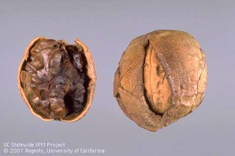 Walnut fruit damaged by sunburn have one side of the hull (right) and the nutmeat (left) darkened. 