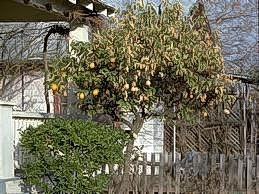 Lemon foliage killed by freezing