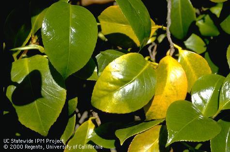 Camellia foliage discolored by excessive sunlight.