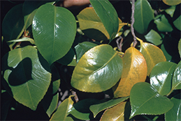 Camellia foliage yellowed by high light