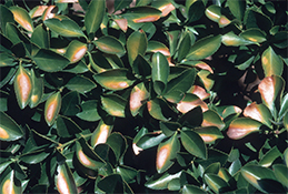 Sunburn discoloring of foliage