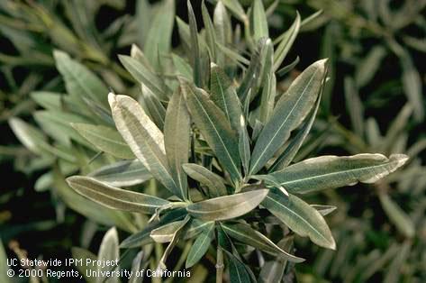 Oleander leaves scorched (margins killed) by freezing weather.