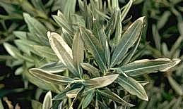 Freeze damage to oleander foliage