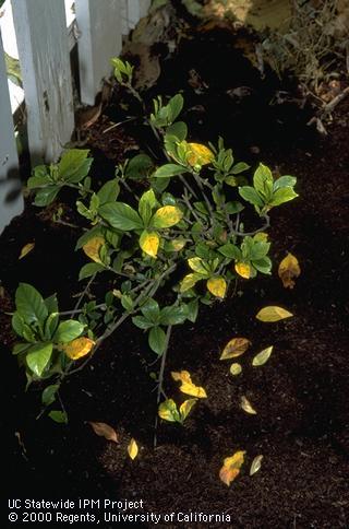 Yellowing and leaf drop of Gardenia from weather and inadequate care.