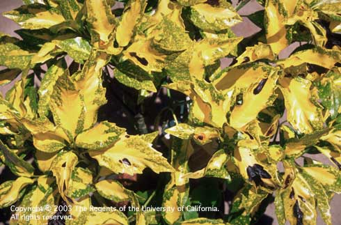 Pale yellowish (bleached) leaves with dark, necrotic lesions on shade-adapted Japanese aucuba exposed to high light, or full sun.