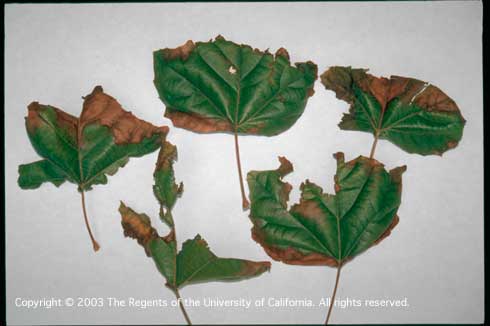 Leaves shredded and tattered, with brown, necrotic margins due to wind damage.