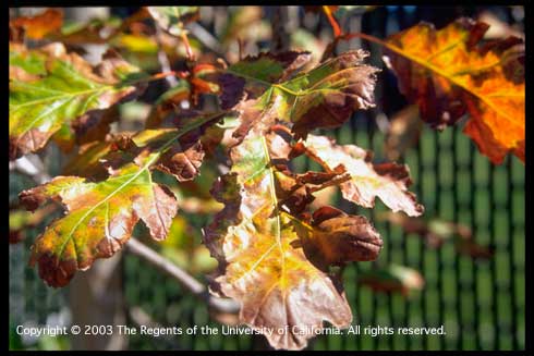 Oak, <i>Quercus sp.,</i> leaves discolored, tattered, and brown and necrotic due to wind damage.