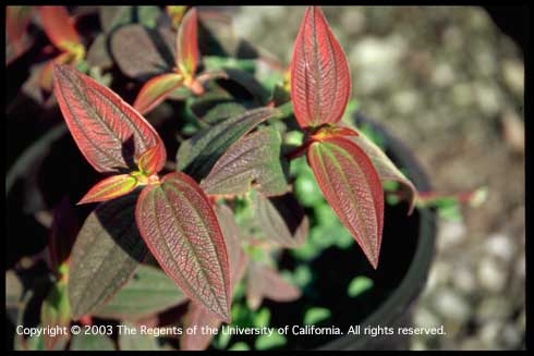 Chilling injury to princess flower, <i>Tibouchina urvilleana.</i> Leaves discolored and turned red after this tropical plant was exposed to low temperatures above freezing.