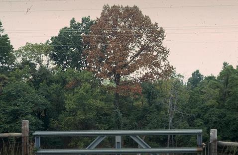 Oak tree killed by lightning.