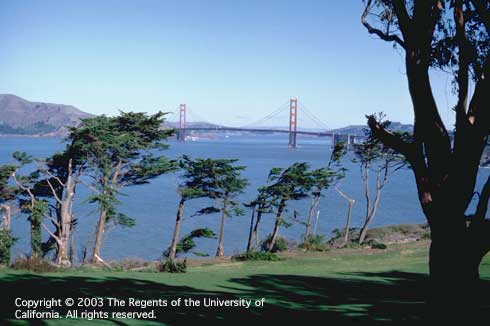 Wind damage to Monterey cypress, <i>Cupressus macrocarpa.</i> Trees exhibiting asymmetrical canopies, with one-sided foliage and limb growth pointing away from the ocean.