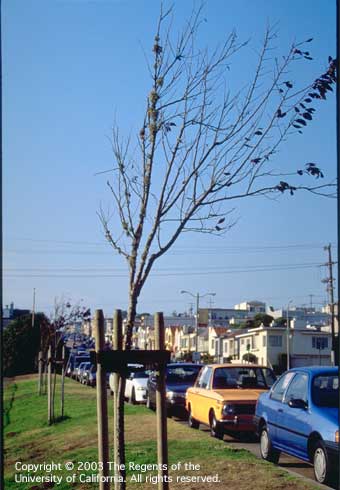 Premature leaf drop by a young tree due to the windy growing location.