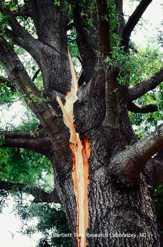 Lightning caused a large split in the trunk of this mature tree.