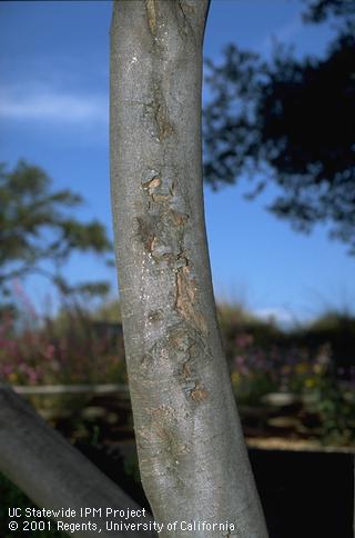 A toyon with cracked and sunken bark from sunburn after canopy pruning.