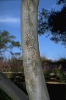 Sunburn, cracked and roughened bark