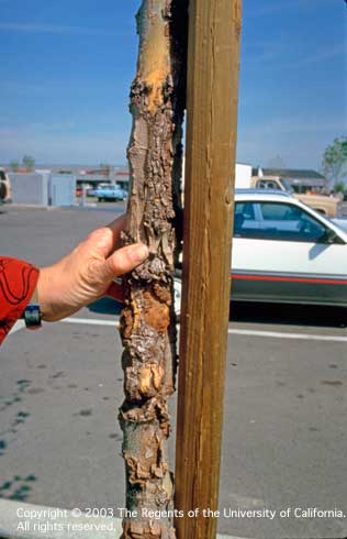 Cracked, peeling, sunken bark on a young tree trunk with severe sunscald.