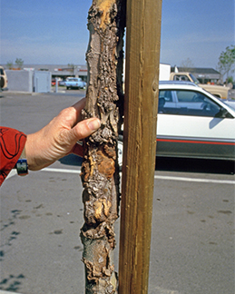 Severe sunscald cracks bark