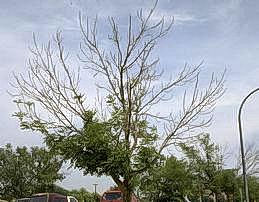 Dieback from chronic water deficit.