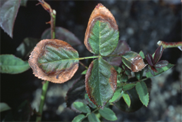 Marginal necrosis from water deficit