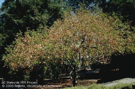 Foliage damage.